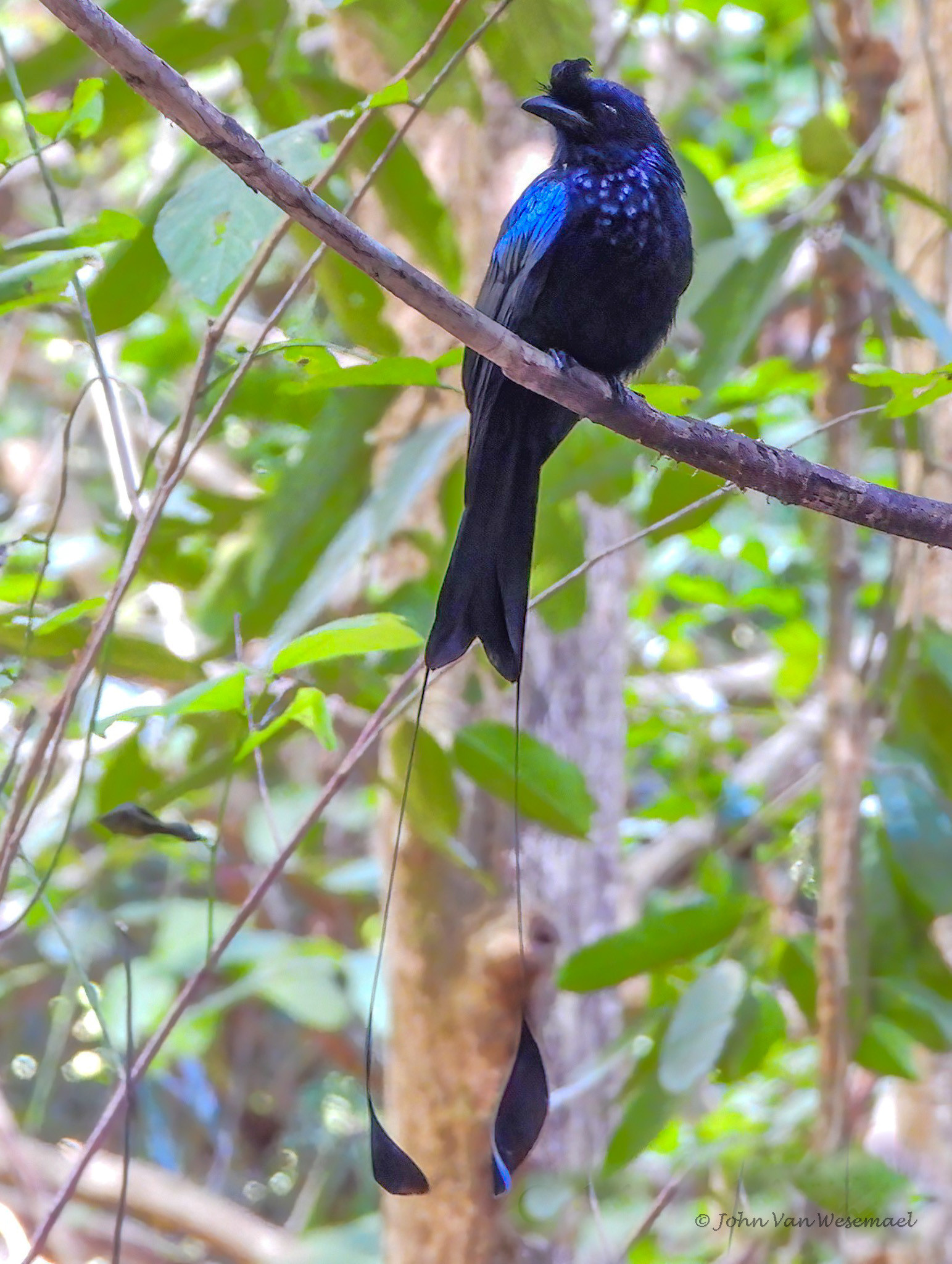 image Greater Racket-tailed Drongo